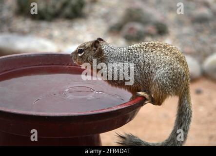 A ground squirrel drinks from a backyard bird bath in Santa Fe, New Mexico. Stock Photo