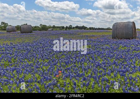 Hay bales on the bluebonnet field, Hill Country, Texas, USA. Stock Photo