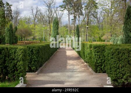 Path of ornamental shrubs in the park Stock Photo