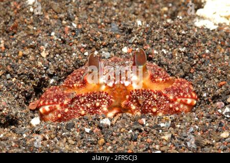 Reef Box Crab, Calappa hepatica, burying in sand. Tulamben, Bali, Indonesia. Bali Sea, Indian Ocean Stock Photo