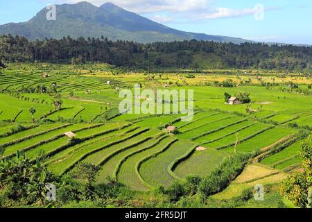 Terraced Rice Paddies and mountains near Amlapura, Karangasem, East Bali, Indonesia.