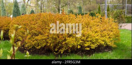 Yellow forsythia bush growing on the earrings of the lawn and lawn grass Stock Photo
