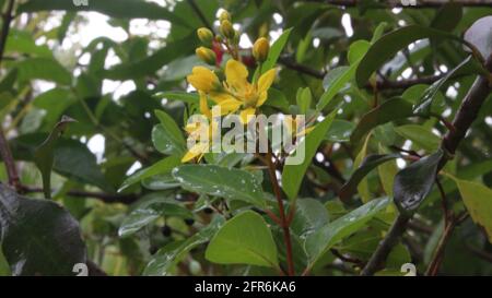 Close up shot of a tiny yellow colored flowers with green color blurry background Stock Photo