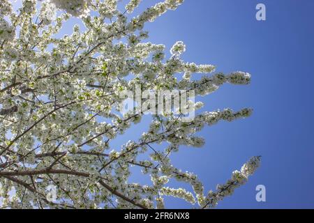 Dense plum blossoms on a blue background. Stock Photo