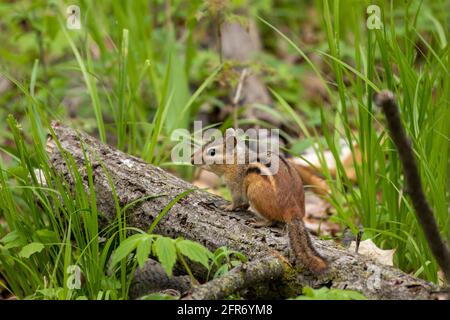 The eastern chipmunk (Tamias striatus) in the park. Stock Photo