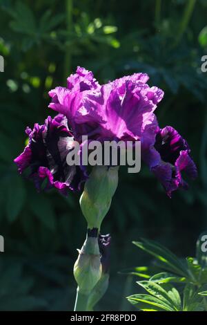 Iris 'Accessible'. Stock Photo