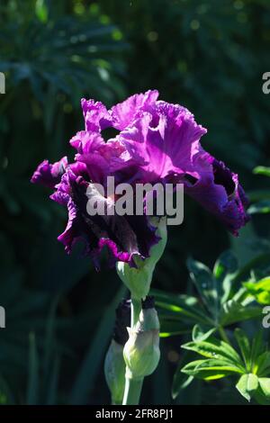 Iris 'Accessible'. Stock Photo
