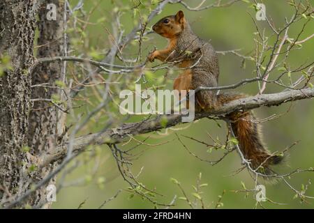 Hungry pregnant fox squirrel with teats sitting on tree branch among new springtime leaves Stock Photo