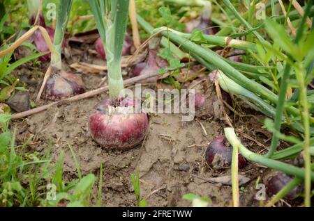the purple green onion with roots growing in the farm. Stock Photo