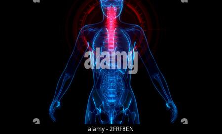 cg medicine 3d illustration, Cervical, top part of human spine on xray body Stock Photo