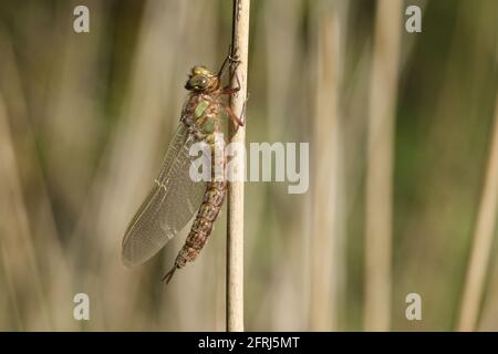 A newly emerged Hairy Dragonfly, Brachytron pratense, drying out on a reed in the early morning sunlight. Stock Photo