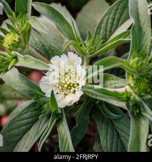 Scabiosa ochroleuca, commonly called cream pincushions or cream scabious, is a species of scabious with creamy yellow flower heads. It is native to Eu Stock Photo