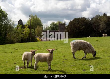 Farmland in spring at Arrow, near Alcester, Warwickshire, England, UK Stock Photo