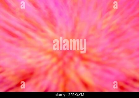 Soft focus closeup of an artichoke [ globe artichoke (Cynara cardunculus var. scolymus) flower Stock Photo