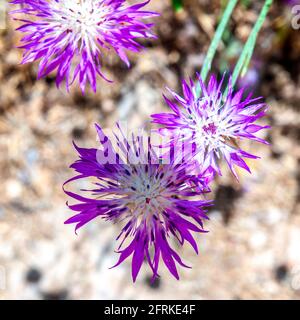 Centaurea aspera, the rough star-thistle, is a species of Centaurea found in Europe Stock Photo