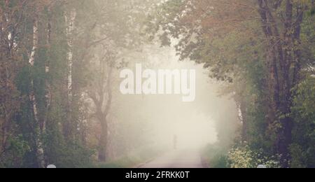 On a country road, surrounded by trees, a lonely person walks in the fog