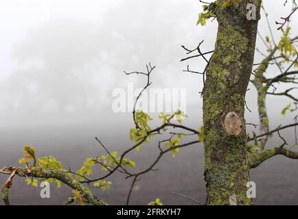 Trunk of an budding oak tree in the fog. In the background are silhouettes of other trees. Many lichens grow on the bark Stock Photo