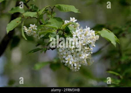 European bird cherry blooming with beautiful white flowers in spring Stock Photo