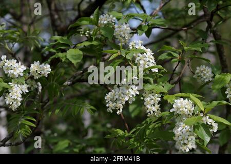 European bird cherry blooming with beautiful white flowers in spring Stock Photo