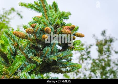 Spruce cones on young branches with green needles. Growing new forest. The topic of nature protection and conservation, environmental problems. Stock Photo