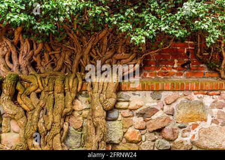 old green ivy covers an antique brick wall, natural background Stock Photo