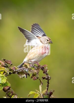 A linnet bird perched on a bramble bush flapping his wings ready to fly Stock Photo