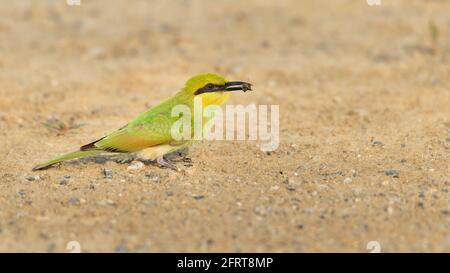 Green Bee-Eater with a bee in its beak perching on the ground Stock Photo