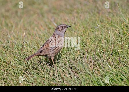 Dunnock on the ground in Dorset UK Stock Photo