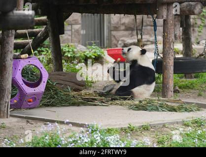 (210521) -- BEIJING, May 21, 2021 (Xinhua) -- Giant panda Meng Meng eats at the giant panda pavilion of Beijing Zoo in Beijing, capital of China, April 21, 2021. Ma Tao, 51 years old, breeder of the giant panda pavilion of Beijing Zoo, has been a feeder of giant pandas for 32 years. Every day, before working, Ma observes the condition of giant pandas and adjusts food recipe for them. Over the past years, Ma has fed about 20 giant pandas, with whom he also developed deep emotions.  Nowadays he can quickly judge the health condition of the animal with methods he explored and concluded. He also t Stock Photo