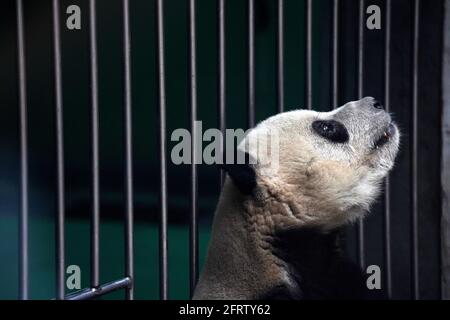 (210521) -- BEIJING, May 21, 2021 (Xinhua) -- Giant panda Meng Er is seen at the giant panda pavilion of Beijing Zoo in Beijing, capital of China, April 21, 2021. Ma Tao, 51 years old, breeder of the giant panda pavilion of Beijing Zoo, has been a feeder of giant pandas for 32 years. Every day, before working, Ma observes the condition of giant pandas and adjusts food recipe for them. Over the past years, Ma has fed about 20 giant pandas, with whom he also developed deep emotions.  Nowadays he can quickly judge the health condition of the animal with methods he explored and concluded. He also Stock Photo