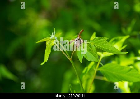 Melolontha crawling on green leaves in natural environment, close up. Spring time Stock Photo