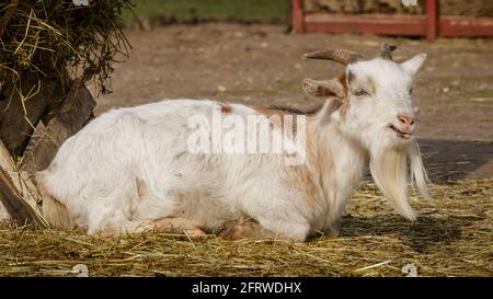 white goat with brown spots and a long white beard basking in the sun Stock Photo