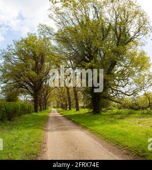 Narrow  tarmac country lane road avenue through oak trees, Sutton, Suffolk, England, UK Stock Photo