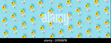 Banner made from flower pattern. Fresh natural yellow flower glued with adhesive plaster on a blue background. Concept medicine, health and naturopath Stock Photo