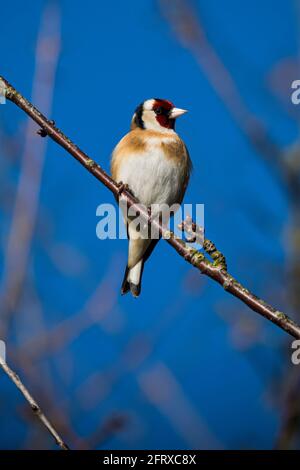 Goldfinch perched on twig against blue sky Stock Photo