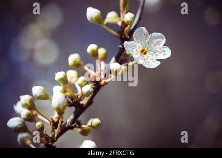 Spring blossom against dark background in local woodland Stock Photo