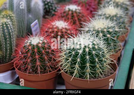 Various green and red cactus plants with spikes in small pots in garden shop. Cactus sold in store. Stock Photo