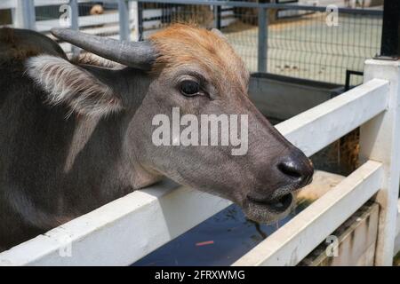 The head of a young domestic water buffalo poking out of its stall in a barn. Stock Photo