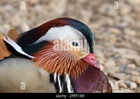 Lone Mandarin Duck at Hollingworth Lake Stock Photo