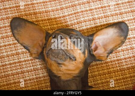 Sleeping Dachshund puppy 8948 Stock Photo