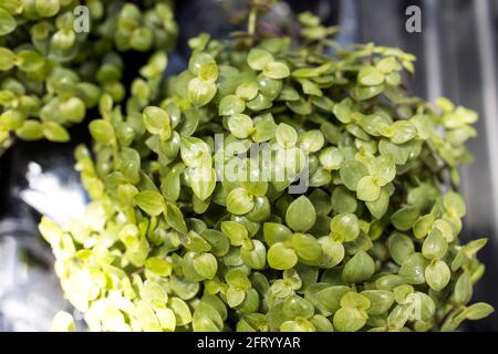 Callisia repens, also known as creeping inchplant, Bolivian Jew or turtle vine, is a succulent creeping plant from the family Commelinaceae. Plant in Stock Photo