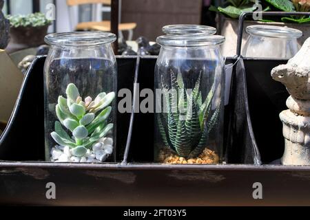 Artificial succulents in a clay pot under a glass cover as a garden decoration. Design Stock Photo