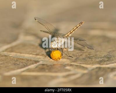 Closeup macro detail of wandering glider dragonfly Pantala flavescens on paving stone pathway with seed pod Stock Photo