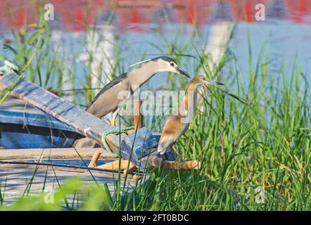 Black-crowned night heron nycticorax nycticorax and squacco heron ardeola ralloides stood on edge of wooden boat in reeds next to river Stock Photo