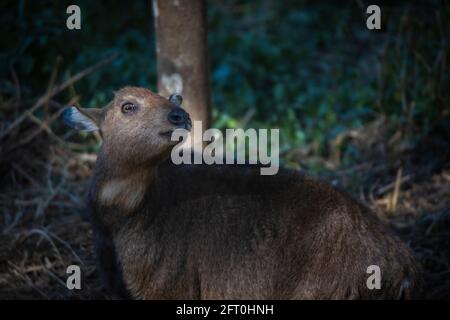 Red Goral, Naemorhedus baileyi, Sikkim, India Stock Photo