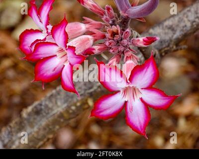 Impala lily in bloom Stock Photo