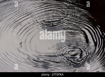 Raindrops falling into a small pond creating circular ripples on the surface. Dull day, Queensland, Australia. Background, copy space. Stock Photo