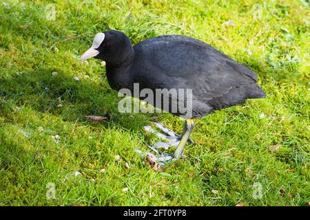 Coot strolling along the Lawn Stock Photo