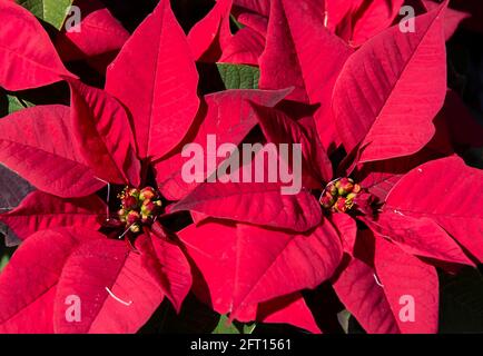 Brilliant red poinsettia, Euphorbia pulcherrima, growing outside in Australian garden in Queensland. Traditional Christmas decoration. Stock Photo