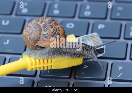 Slow internet speed indicated by a snail on a network cable on a computer keyboard Stock Photo